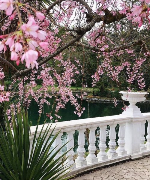 Горные тюльпаны Крыма