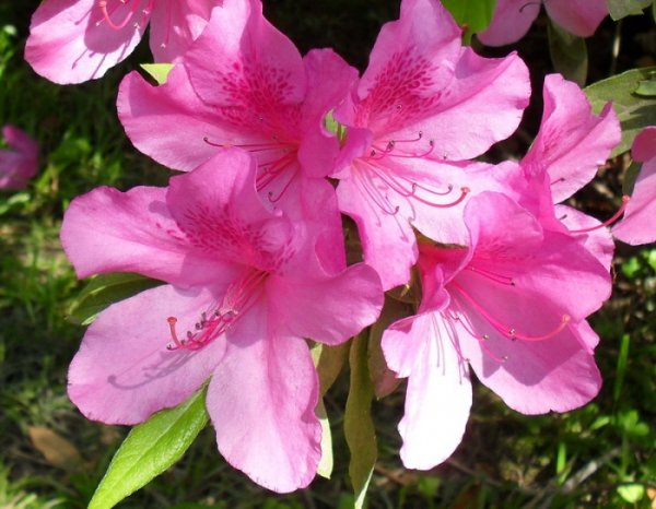 Рододендрон красная Поляна