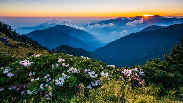 Красная Поляна Сочи горы рододендрон