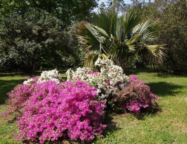 Дендрарий Сочи Весна