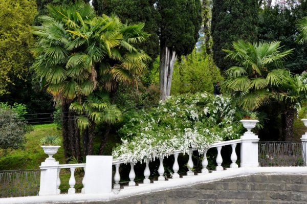 Олеандр в Абхазии