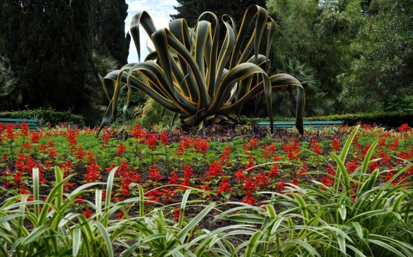 Сочи пальмы Адлер