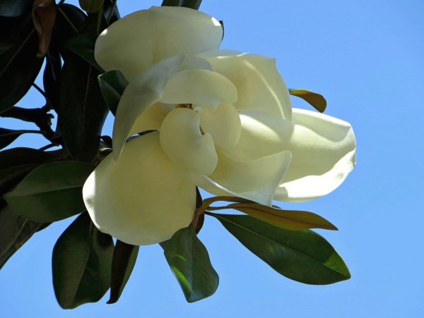 Куст Олеандр Сочи