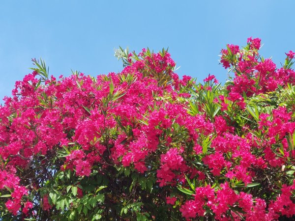 Олеандр Сочи цветет
