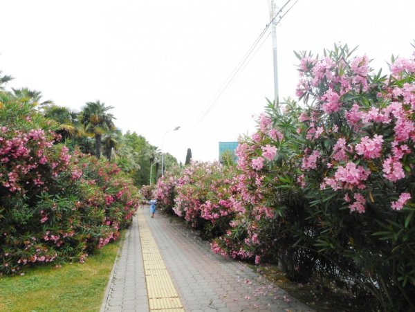 Глициния в Абхазии