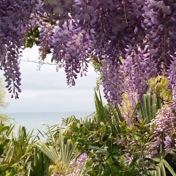 Сочи парк Дендрарий цветы Олеандр