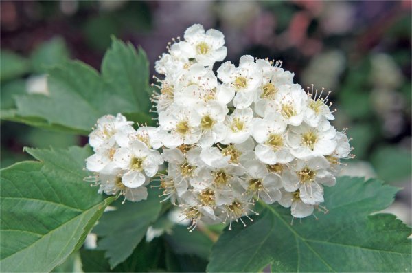 Боярышник соцветие