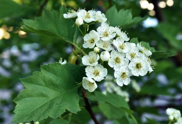Боярышник крупноплодный цветение