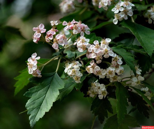 Боярышник цветы