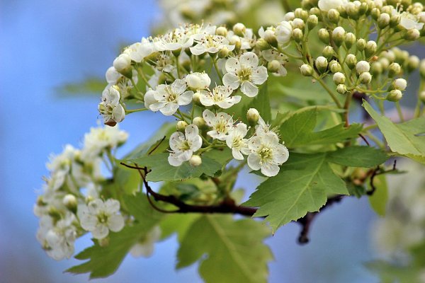 Боярышник однопестичный соцветие