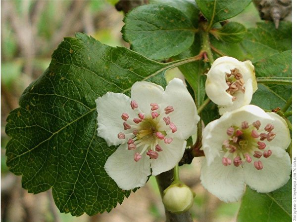 Боярышник Crataegus laevigata