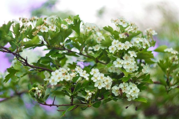 Боярышник розоцветный