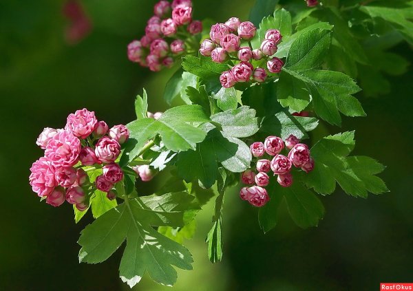 Боярышник Сибирский