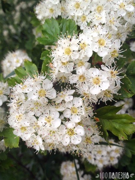 Боярышник цветет