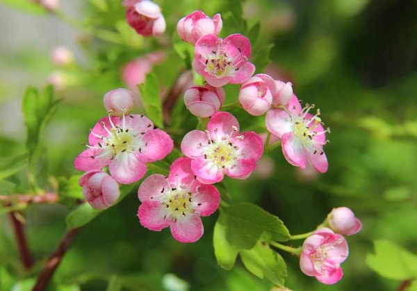 Боярышник однопестичный биколор