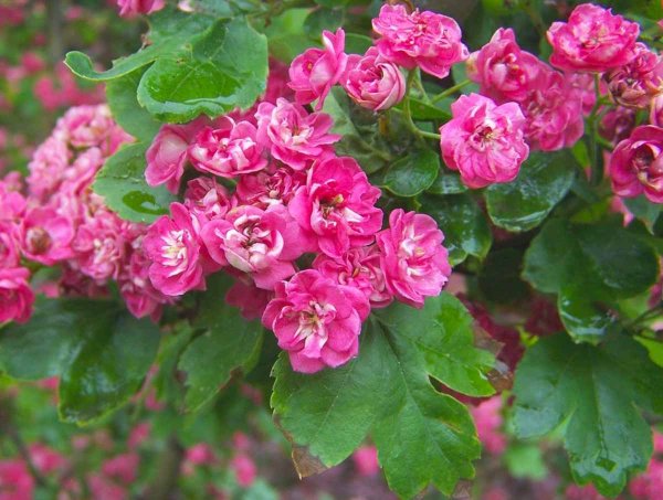 Боярышник laevigata 'Paul's Scarlet'