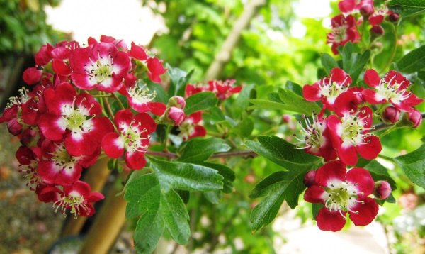 Боярышник биколор