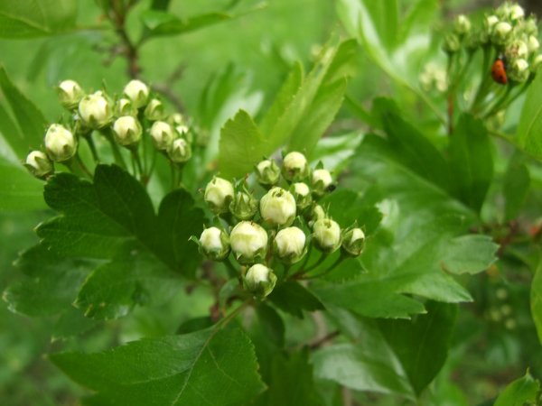 Боярышник Сибирский цветение