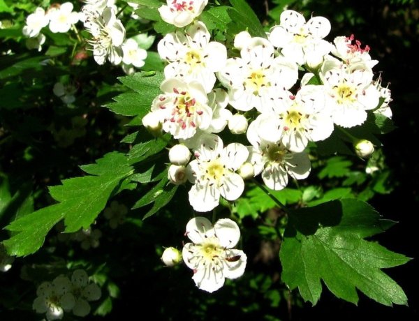 Боярышник Турнефора