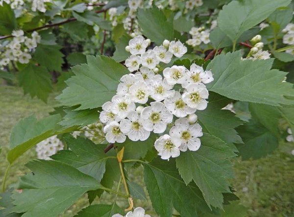 Боярышник Сибирский кроваво-красный