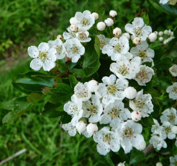 Боярышник цветет