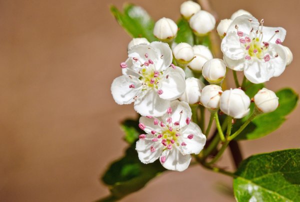 Бутоны цветков боярышника