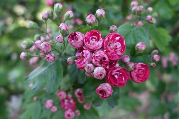 Боярышник розовоцветный