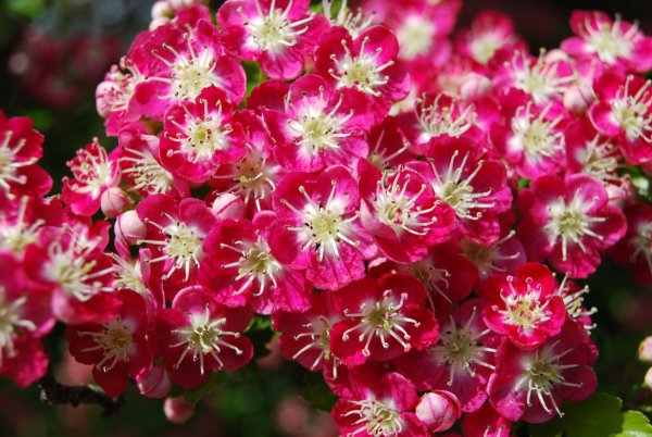 Боярышник красные цветы