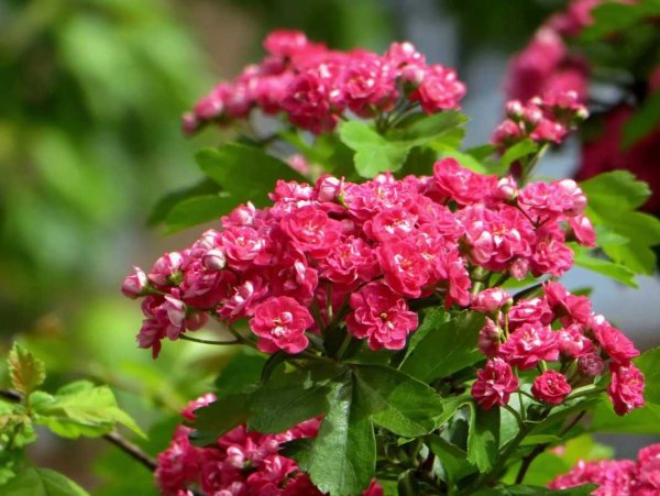 Боярышник Красноцветущий