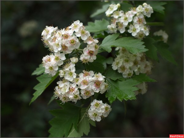 Боярышник однопестичный соцветие