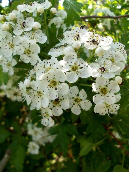 Боярышник однопестичный биколор