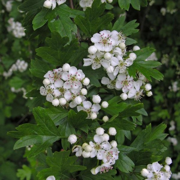 Боярышник розоцветный