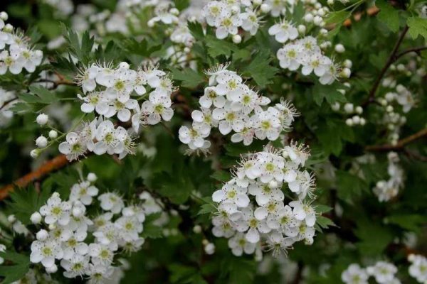 Боярышник кроваво-красный Весна