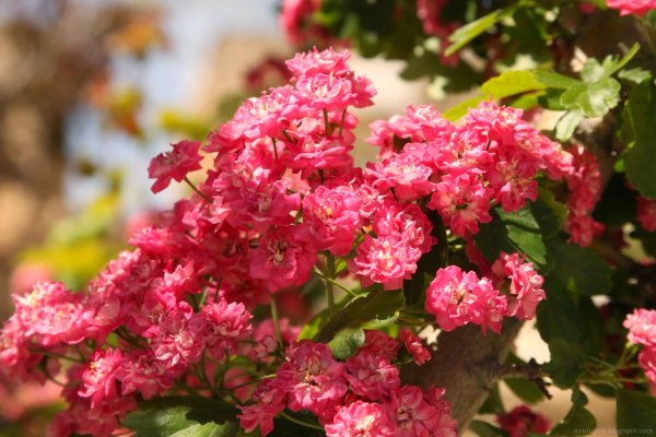 Боярышник розовомахровый