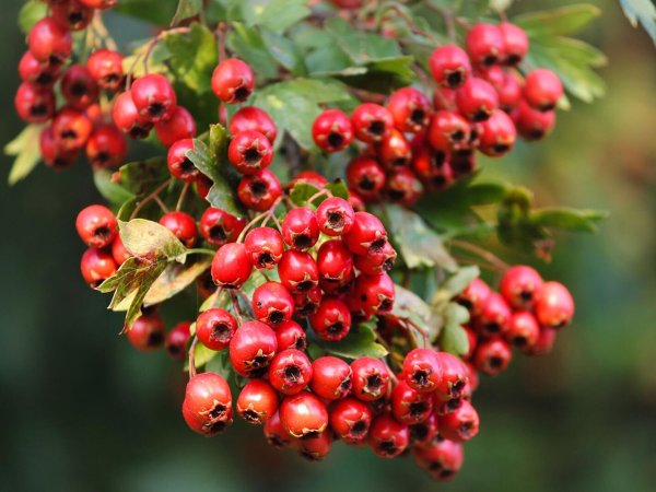 Боярышник Сибирский Crataegus sanguinea