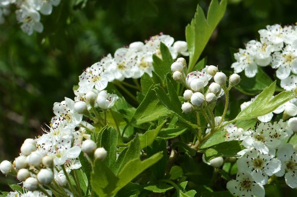 Боярышник соцветие