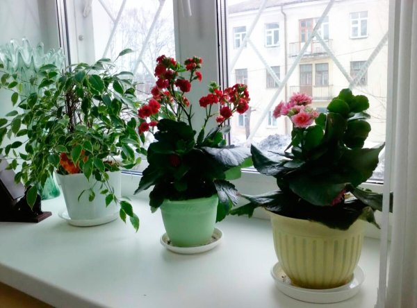 Комнатные растения на окне