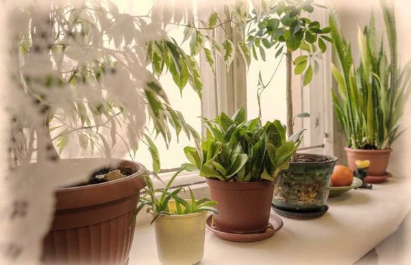 Подоконник с цветами