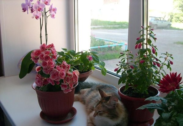 Цветы в горшках на окне