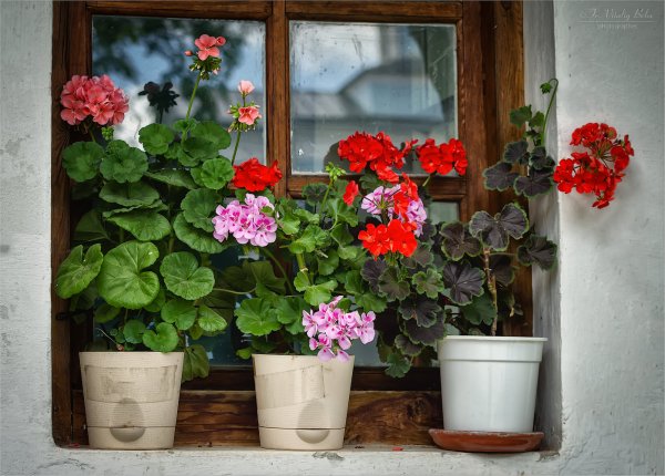 Комнатные цветы на подоконнике