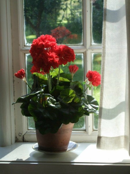 Герань комнатное растение