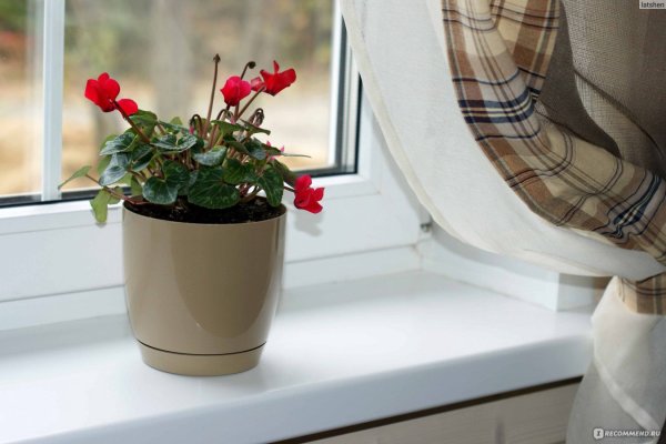 Герань на подоконнике