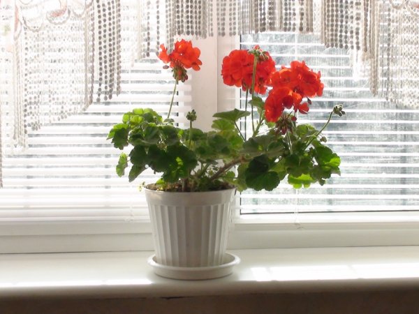 Подоконник с цветами