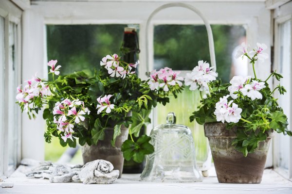Комнатные цветы на подоконнике