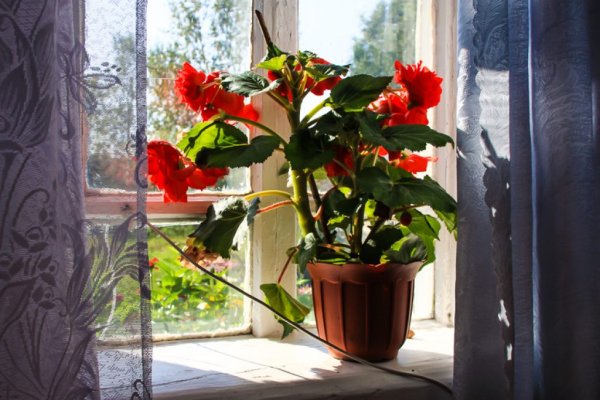 Комнатные цветы на подоконнике
