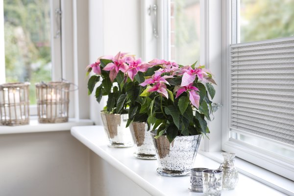 Цикламен на балконе