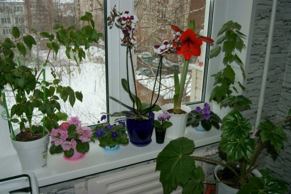 Сенполия узамбарская фиалка на подоконнике