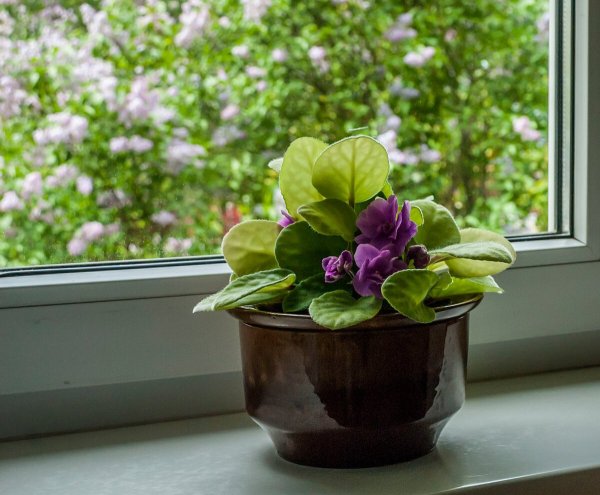 Цветы на подоконнике