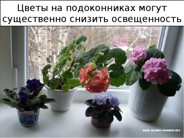 Королевская герань в горшке