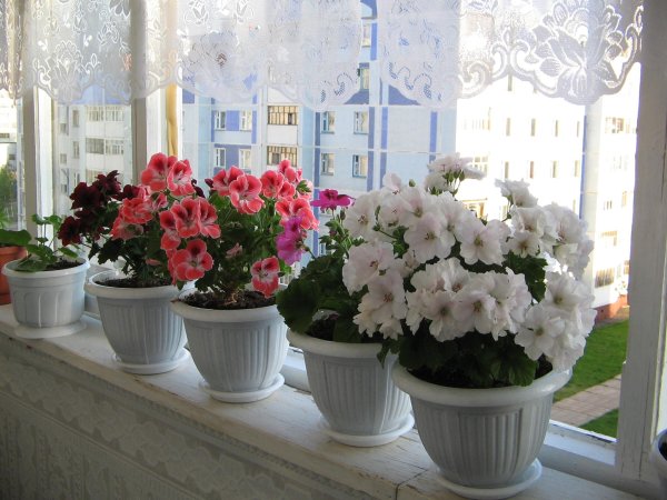 Пеларгония Розалинда в кашпо